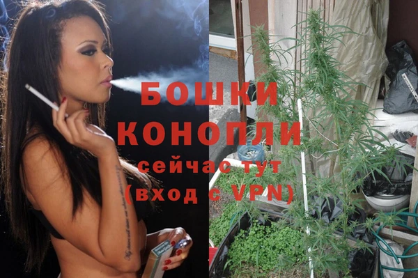 стаф Аркадак